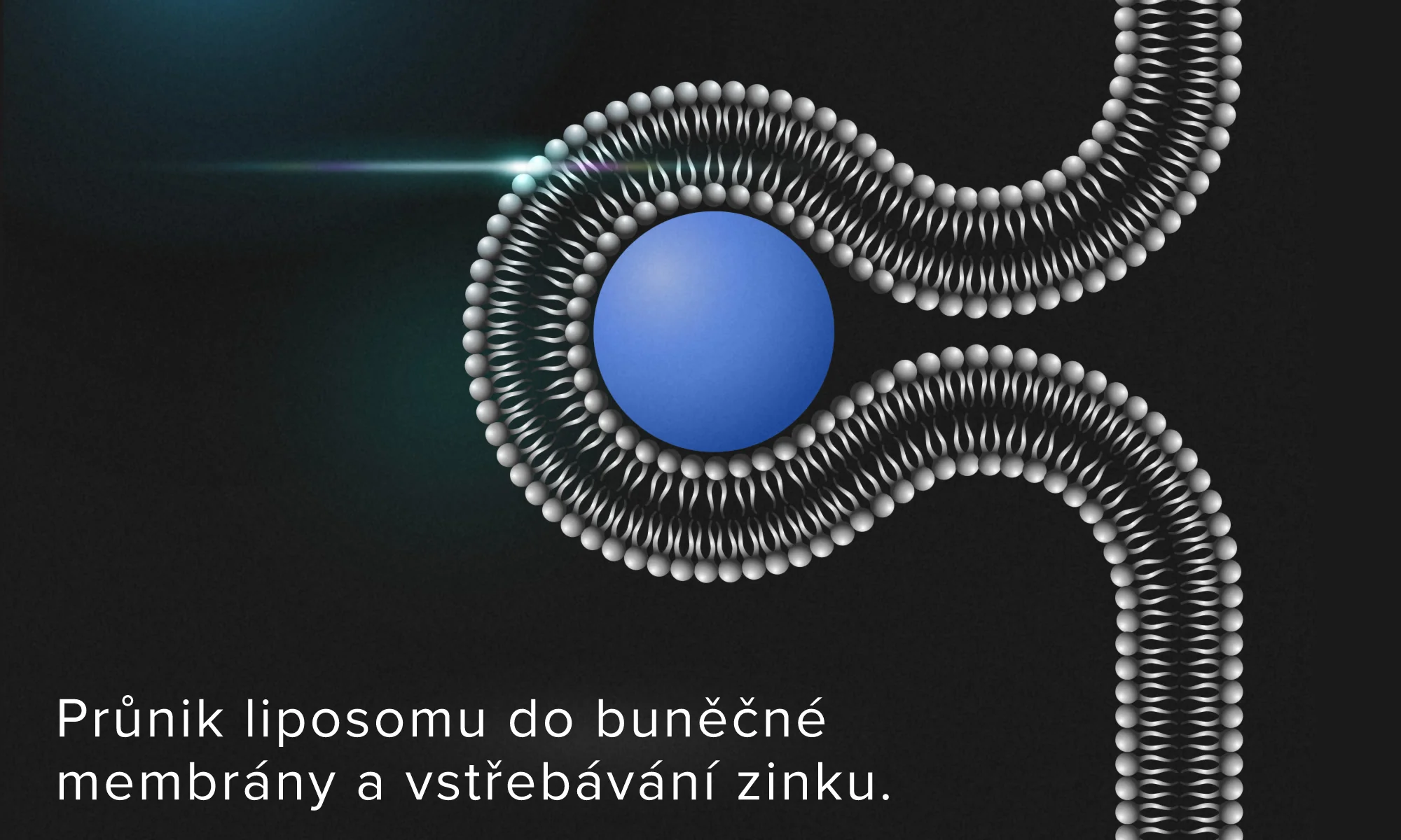 Průnik liposomu do buněčné membrány a vstřebávání zinku Průnik liposomu do buněčné membrány a vstřebávání zinku
