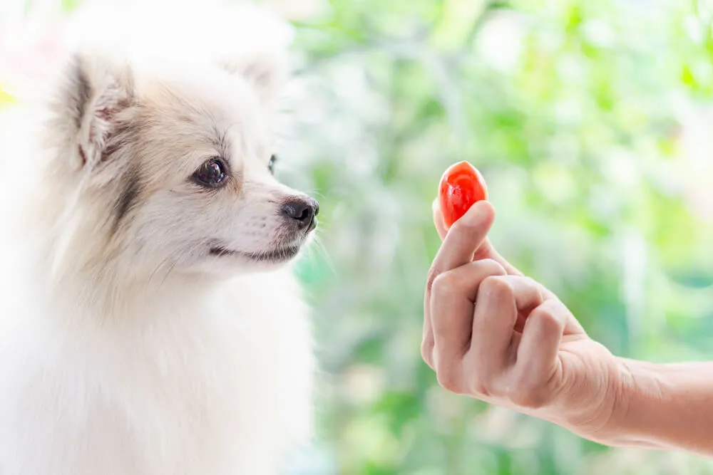 Mezi zeleninu, která je pro psy nevhodná, patří například rajčata.