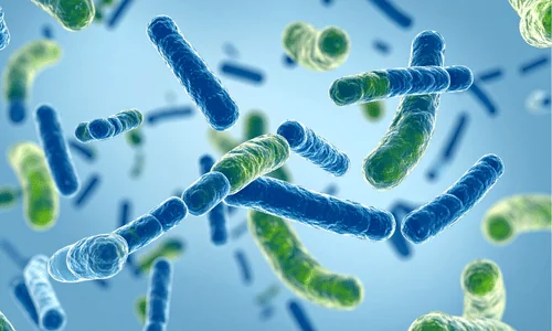 Mikrobiota
