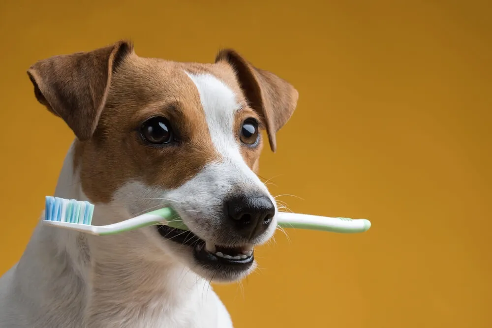 Jak čistit zuby psovi