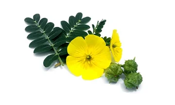 Kotvičník zemní (Tribulus terrestris)