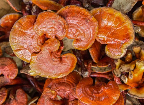 Reishi - co obsahuje? 