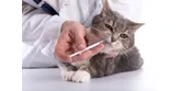 Proč kočky trpí na onemocnění ledvin, jak to poznat a jak to řešit?
