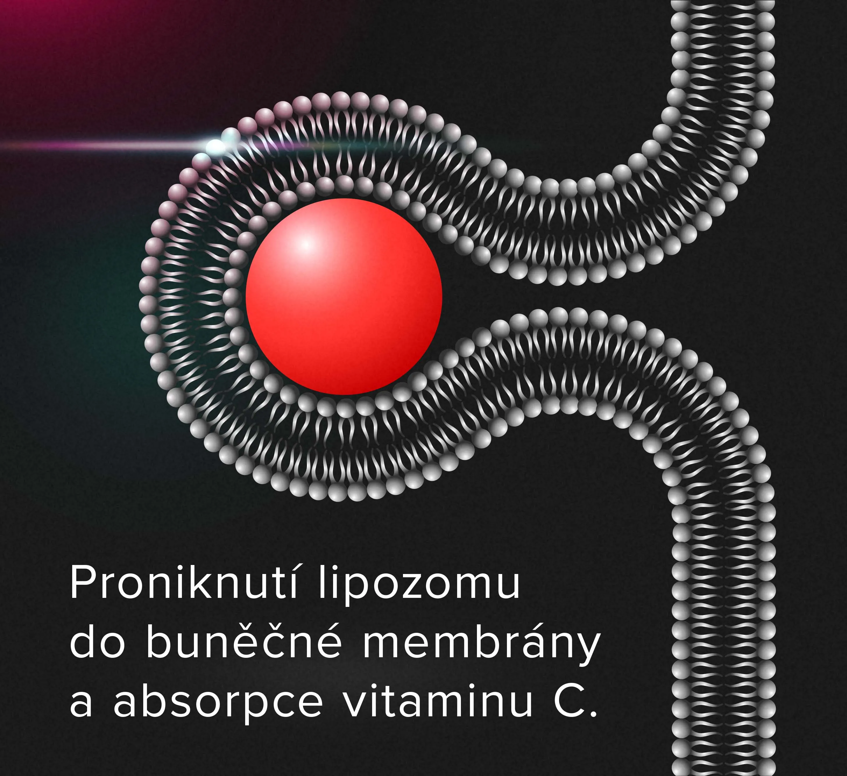 Proniknutí lipozomu do buněčné  membrány a absorpce vitaminu C.
