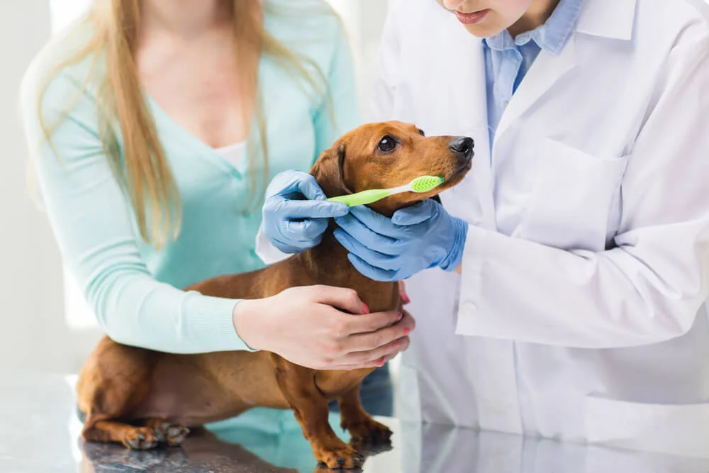 Zubní prohlídka psa u veterináře. Zubní prohlídka psa u veterináře.