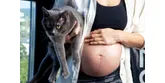 Toxoplazmóza může být nebezpečná zejména v těhotenství