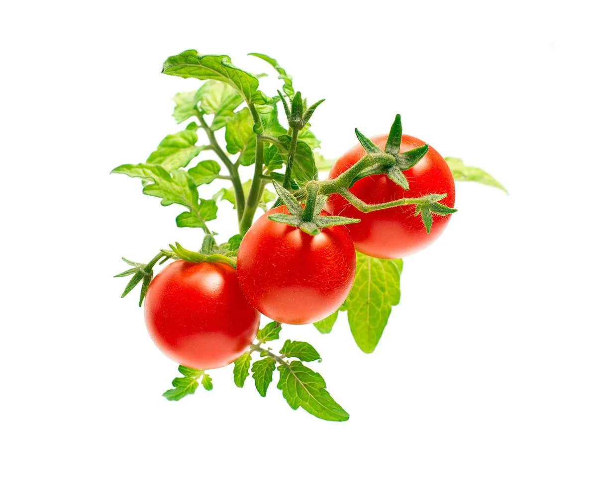 Click & Grow Náplň pro chytré květináče 3 ks - mini rajčátka