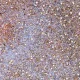 Gabriella Salvete Longlasting Enamel 47 Pearl Sand lak na nehty 11 ml