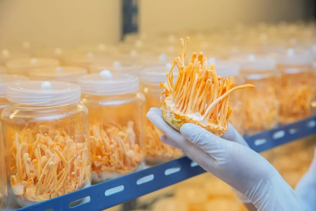 Pěstování cordyceps Pěstování cordyceps