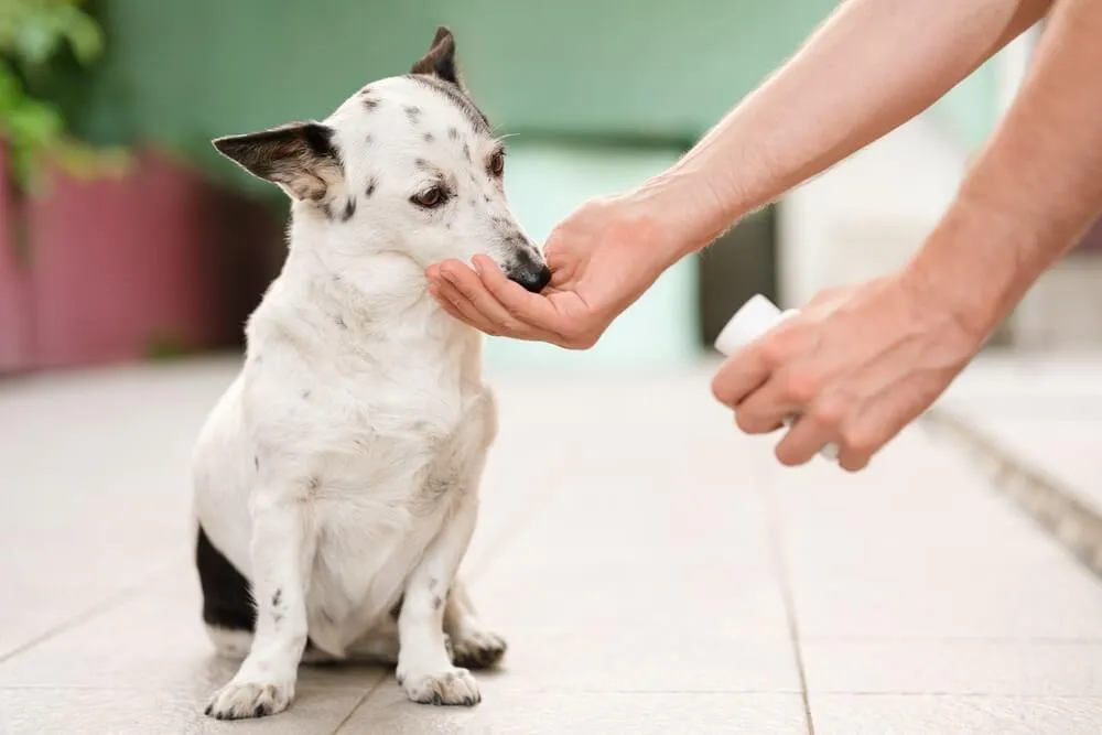 Probiotika pro psa a zdravá střevní flóra