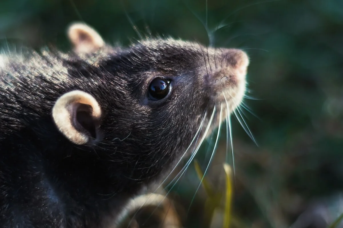 Hantavirus je virus od hlodavců. Hantavirus je virus od hlodavců.