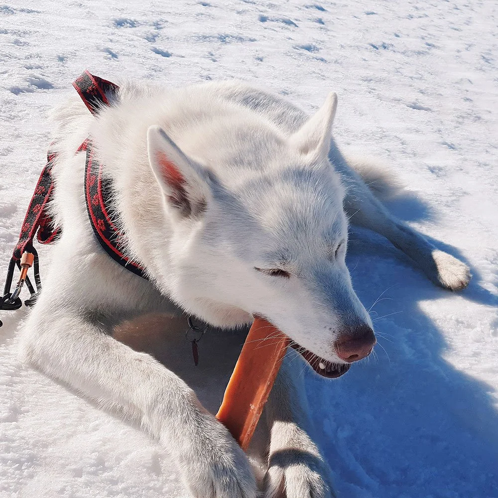 Explorer dog Himalájský pamlsek s kokosem L