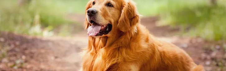 Artróza u psa – příznaky a léčba