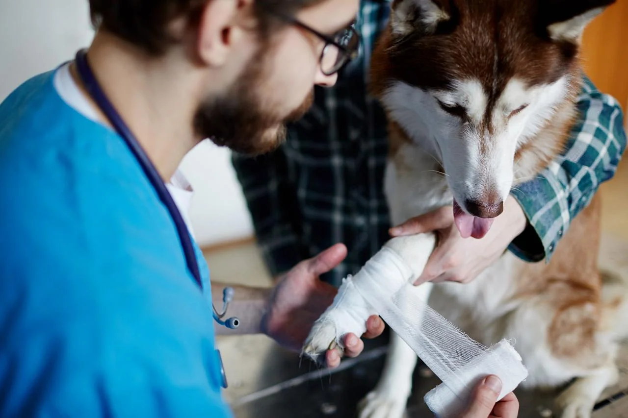 Ošetření povrchové rány u domácího mazlíčka Ošetření povrchové rány u domácího mazlíčka