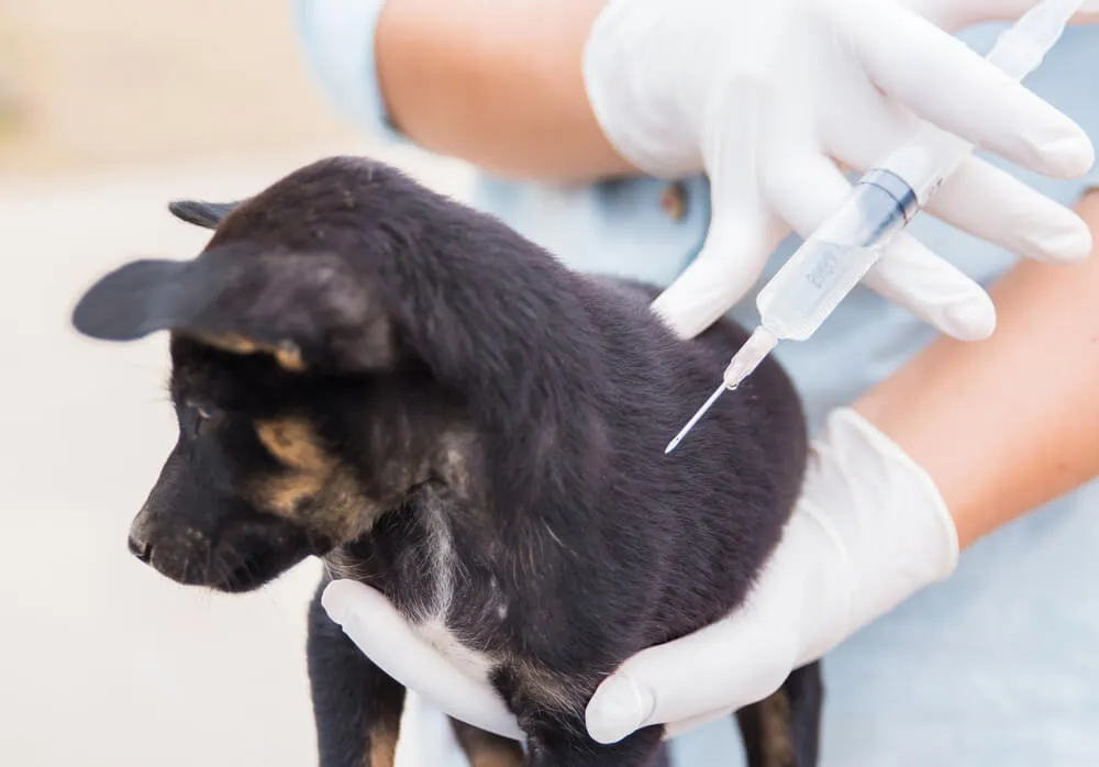 Očkování štěňat se zahajuje obvykle v šestém týdnu po narození.