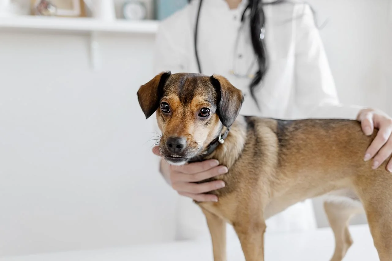 Pes s průjmem u veterináře