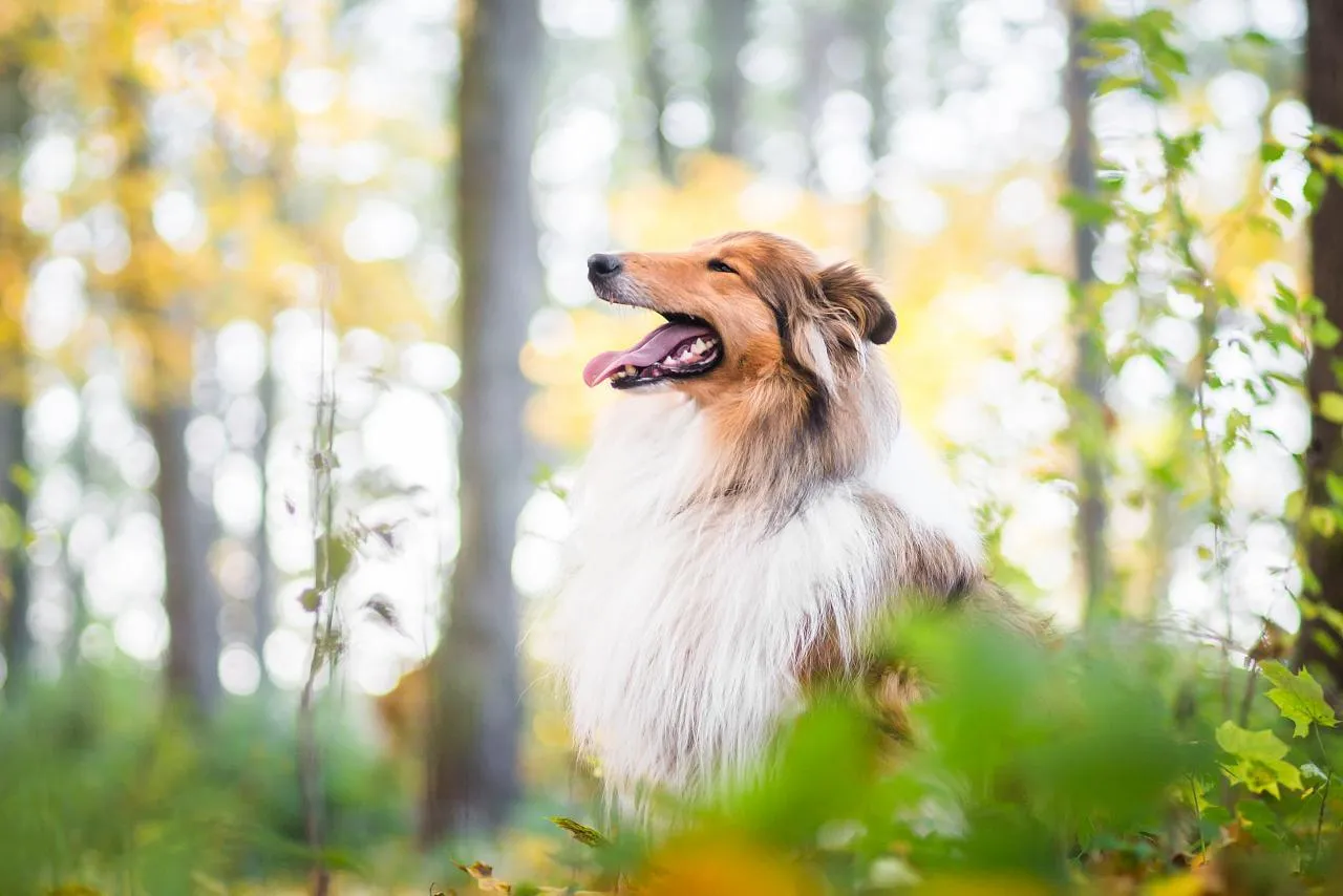 Základní péče o srst dlouhosrstých plemen psů