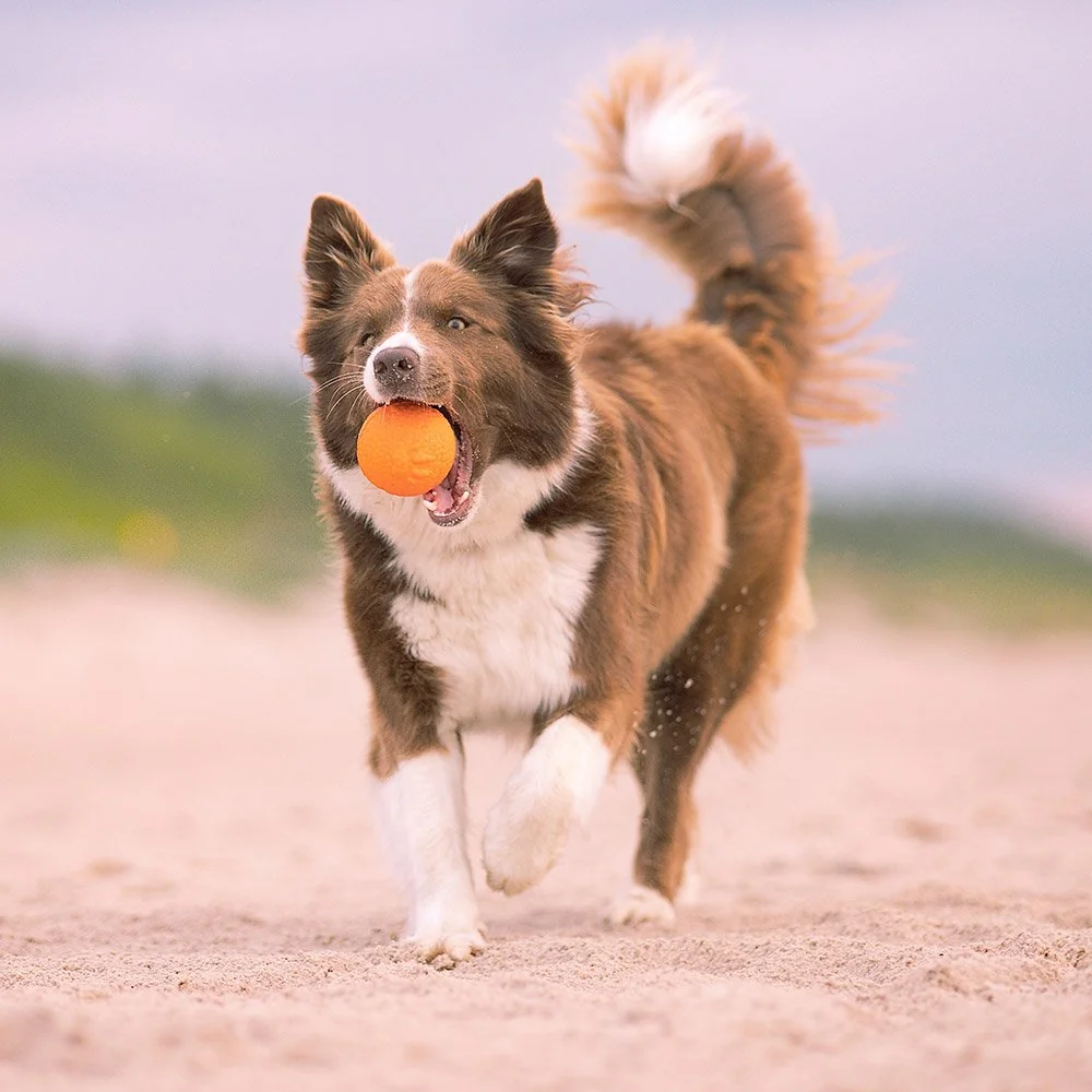 Explorer dog AirBall Tečkovaný 8 cm