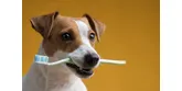 Jak čistit psovi zuby?