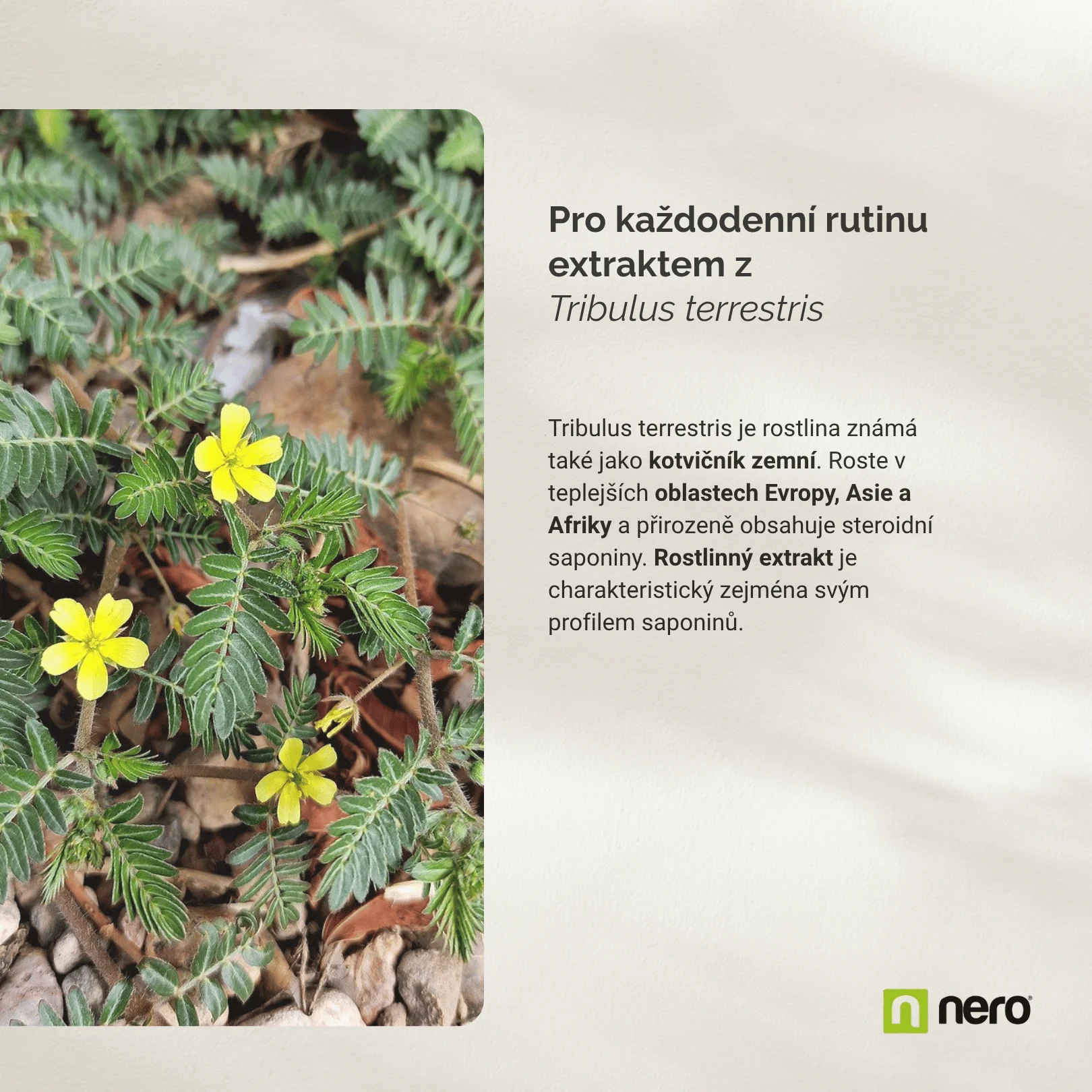 NERO Tribulus Terrestris 500 mg Kotvičník zemní 360 tablet