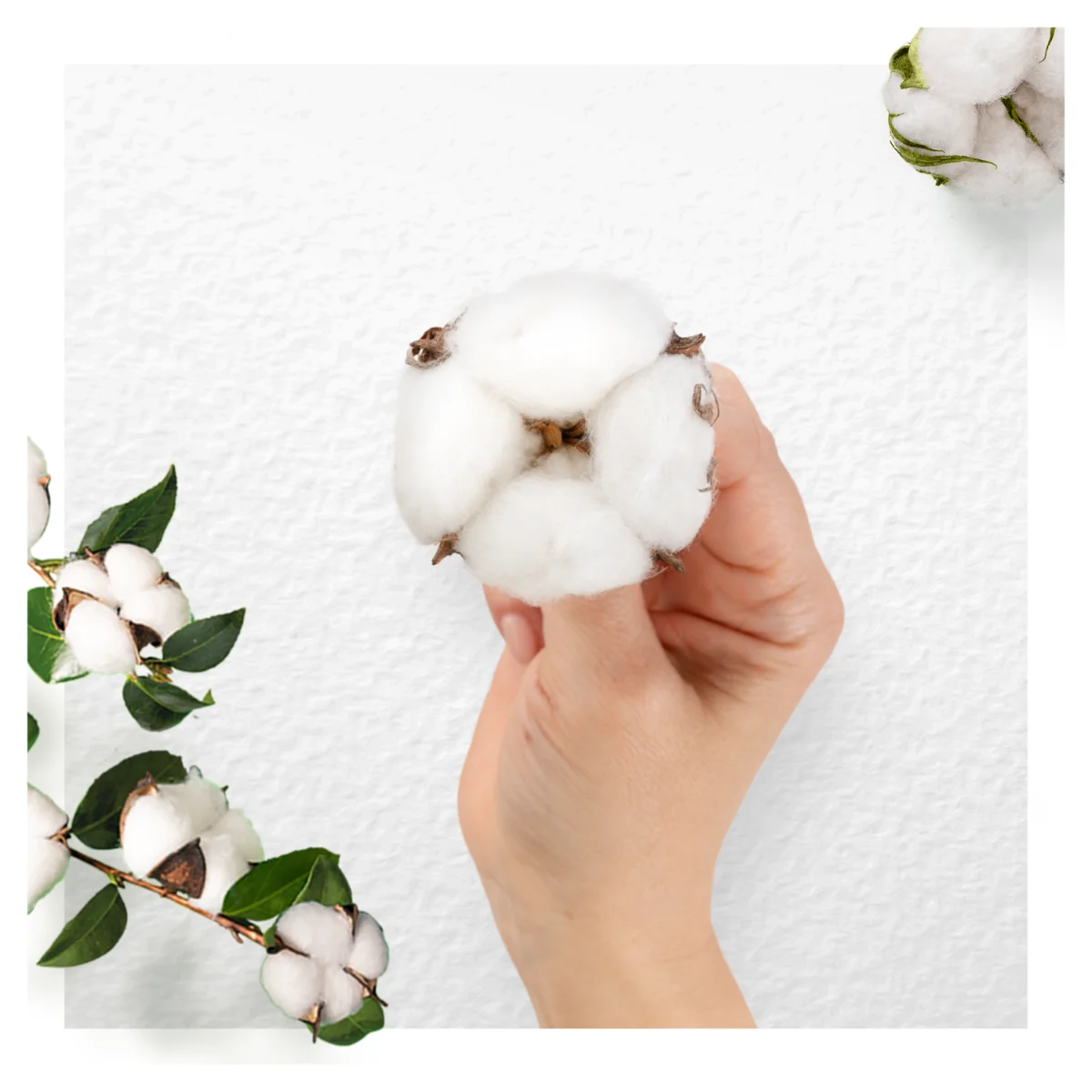 Always Ultra Organic Cotton Night vložky 8 ks