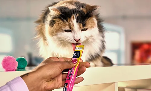 Proč Liquid snack obsahuje taurin? Proč Liquid snack obsahuje taurin?