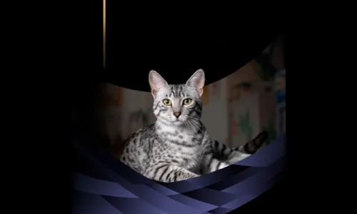 kočka