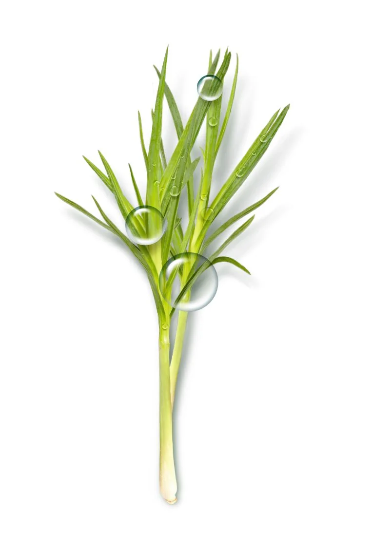 Garnier BIO Vyvažující hydratační krém s esenciálním olejem z citronové trávy a aloe vera 50 ml
