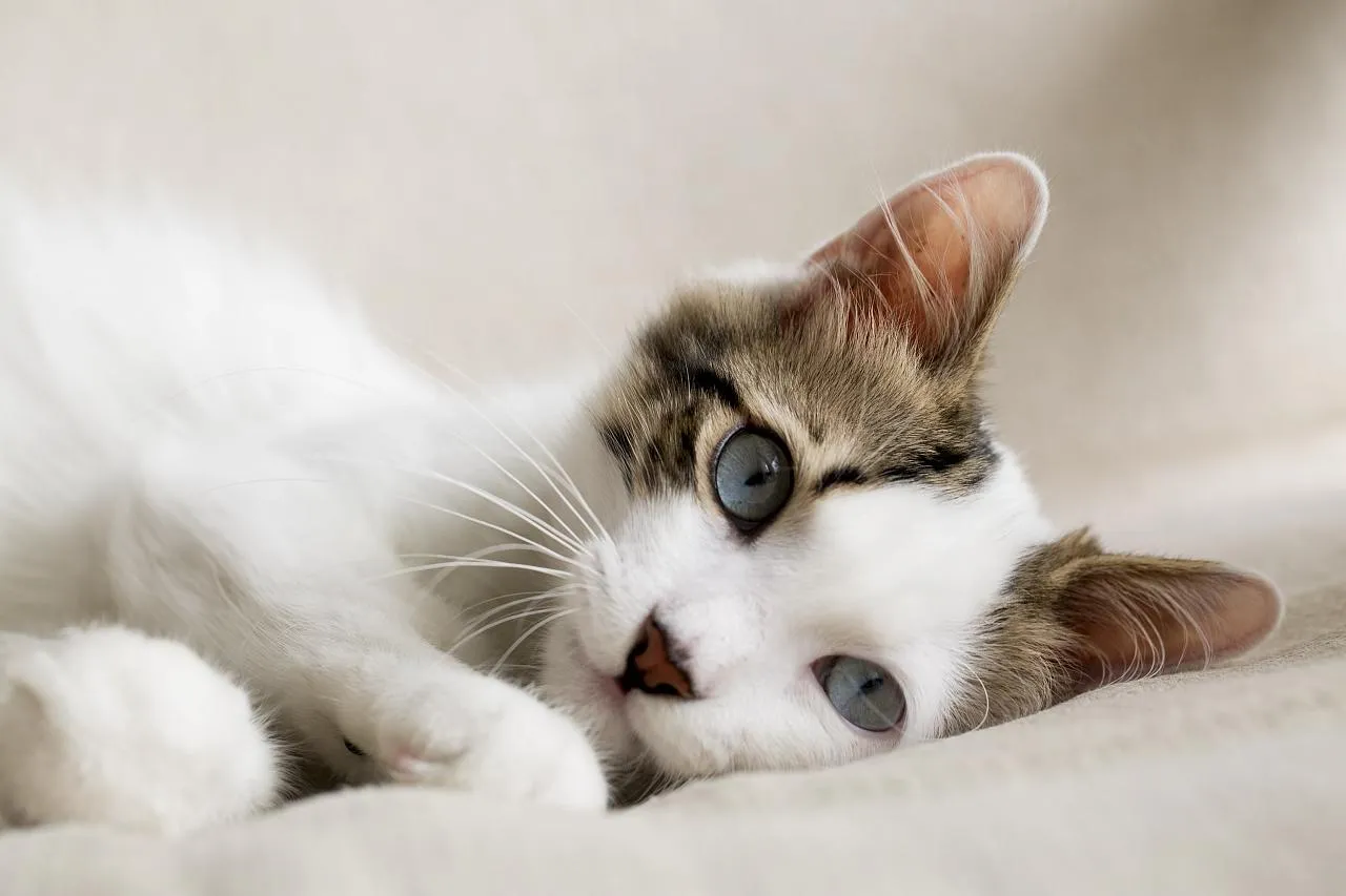 Jak poznat neškodné a závažné zvracení u koček