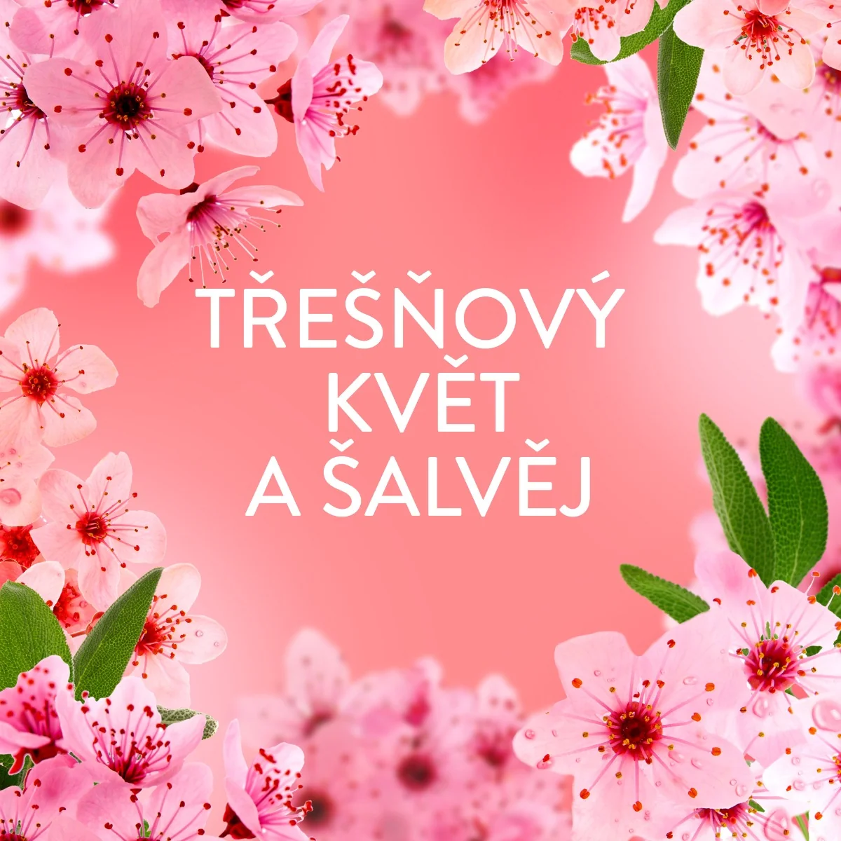 Lenor Aviváž Cherry Blossom & Sage 1239 ml 59 praní