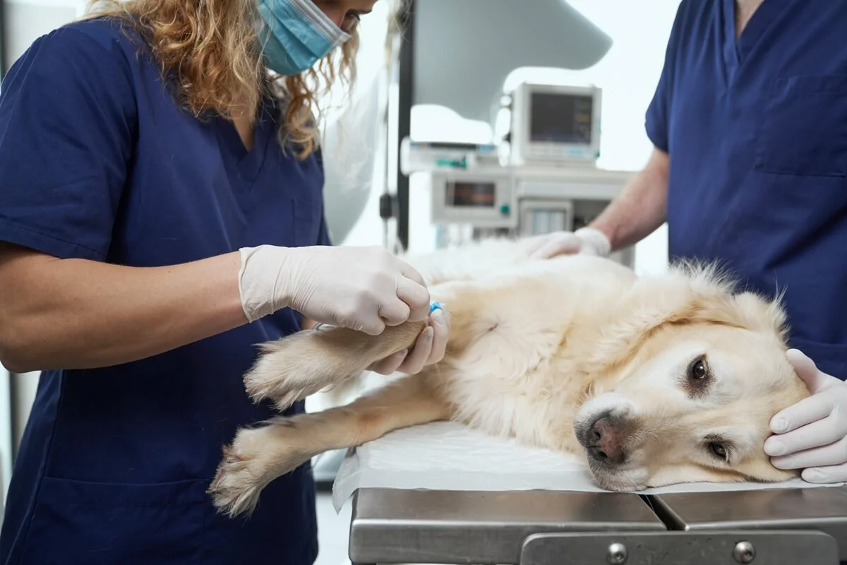Veterinář připravuje psa na artrodézu. Veterinář připravuje psa na artrodézu.