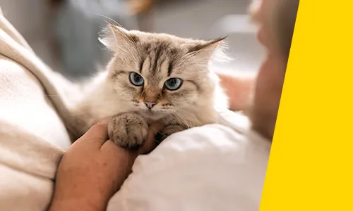 AdTab Žvýkací tablety pro kočky - prokázaná účinnost.