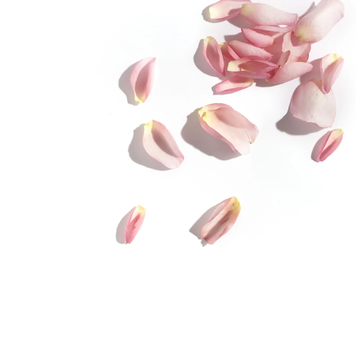 Loréal Paris Precious Flowers odličovací mléko pro suchou a citlivou pleť 400 ml