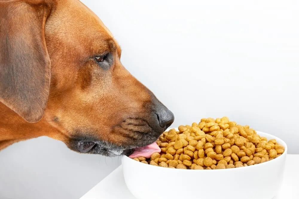 Správné krmení psa riziko torze žaludku výrazně minimalizuje.