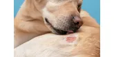 Strupy na kůži u psa