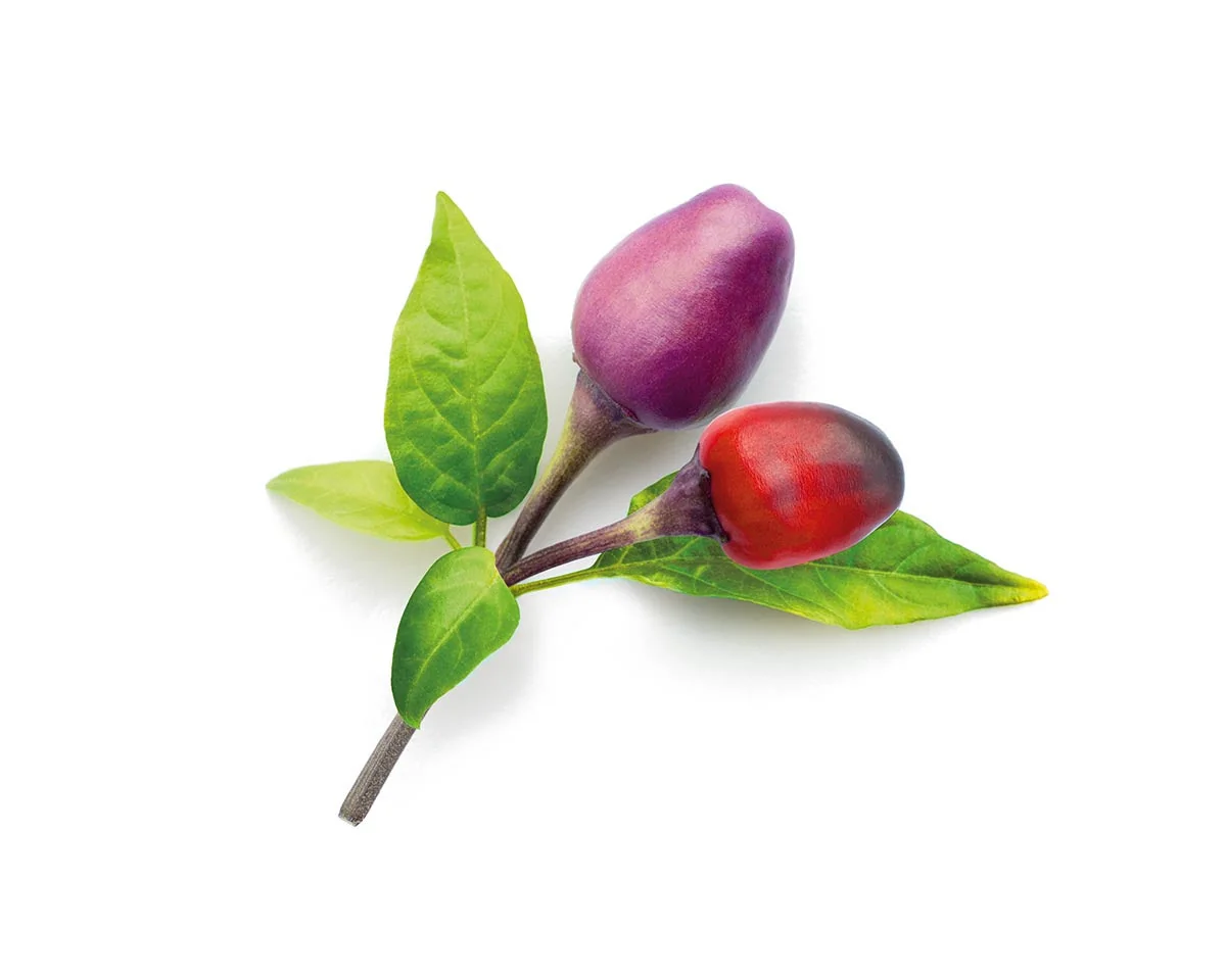Click & Grow Náplň pro chytré květináče 3 ks - fialové chilli