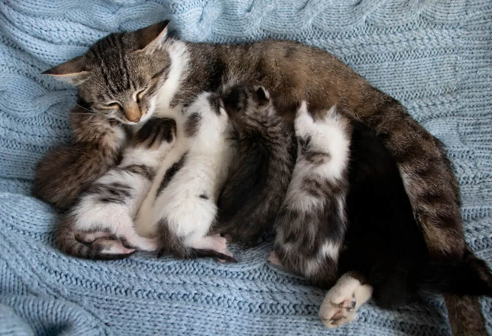 Kastrace kočky po porodu se doporučuje neuspěchat, ideální doba je alespoň 5-6 týdnů po porodu.