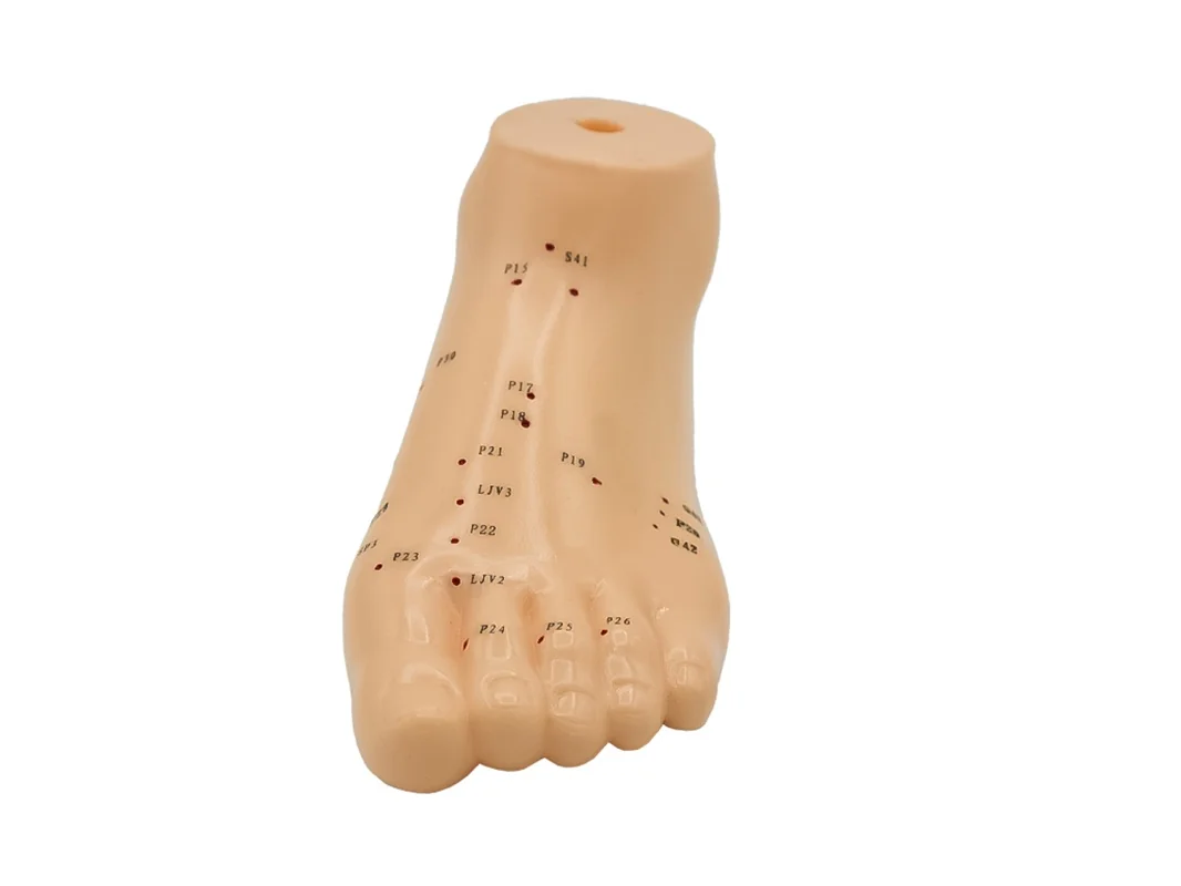 Hwato Akupunkturní model nohy, 15 cm