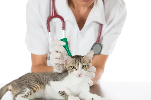 Přípravky proti parazitům pro kočky