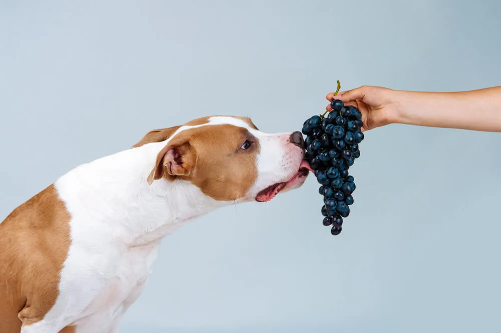 Hroznové víno či rozinky do stravy psa jednoznačně nepatří.