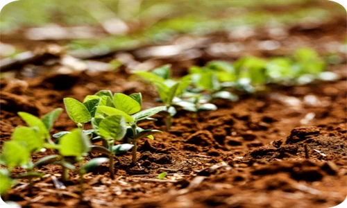 Essentiale® používá výtažky z přírodních, rostlinných fosfolipidů ze sóje. Bez lepku, bez laktózy, bez parabenů parabenů. Essentiale® používá výtažky z přírodních, rostlinných fosfolipidů ze sóje. Bez lepku, bez laktózy, bez parabenů parabenů.