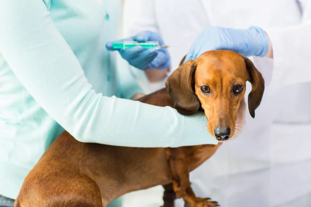 Jak píchnout psovi inzulin?