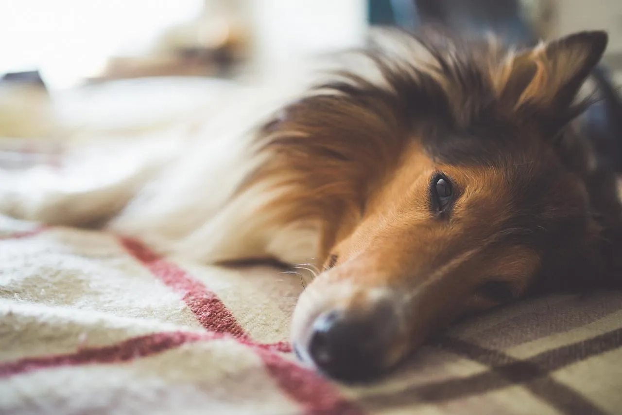 Jaké jsou nejčastější bakteriální infekce u psů a jak je poznat?