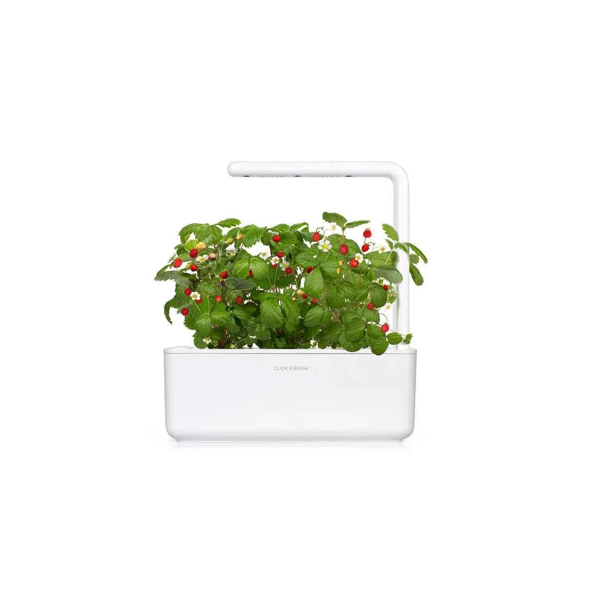 Click & Grow Náplň pro chytré květináče 3 ks - lesní jahody