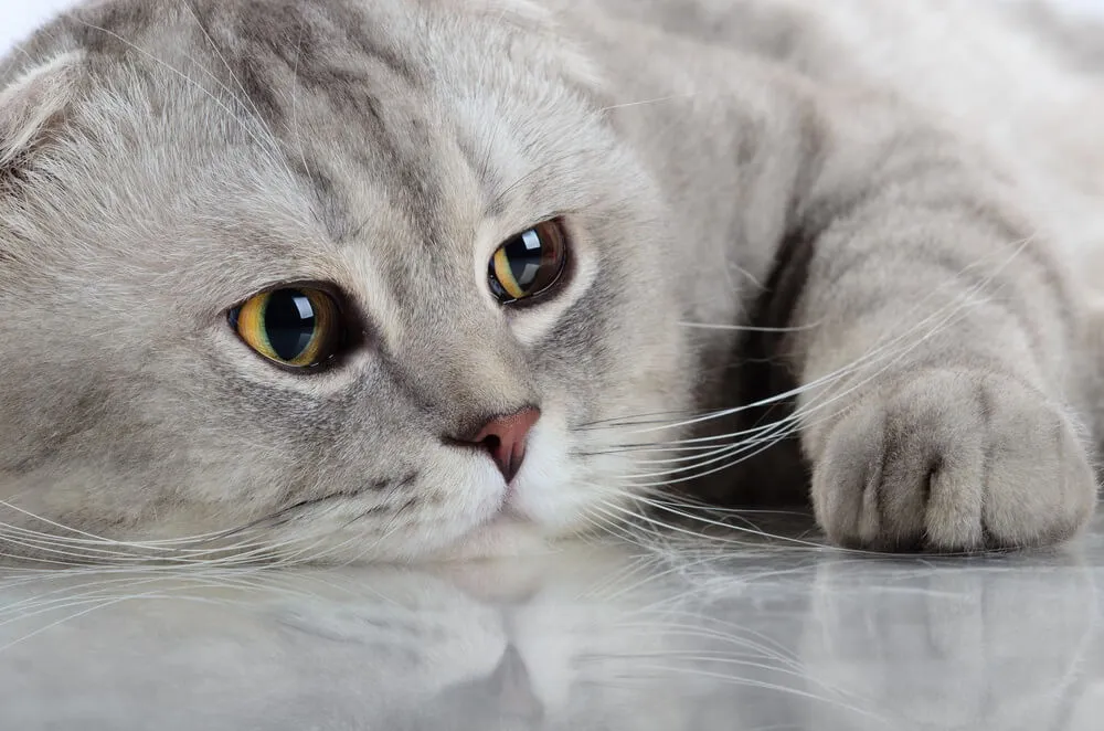 Hypertyreóza u koček – příznaky a léčba