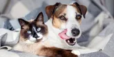 Dermatitida psů a koček – projevy a léčba