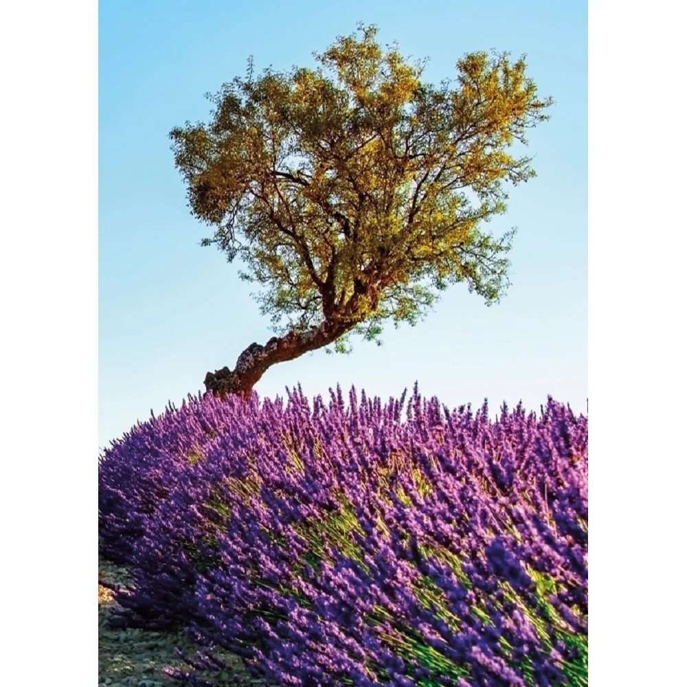 Baloušek Nástěnný kalendář Provence 2027 32 × 45 cm