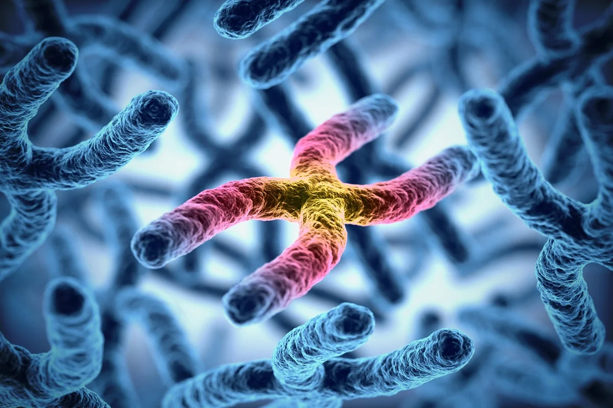 Co jsou telomery a jak souvisejí s biologickým stárnutím?