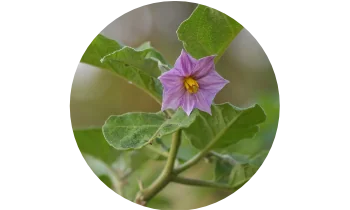 Tinospora cordifolia