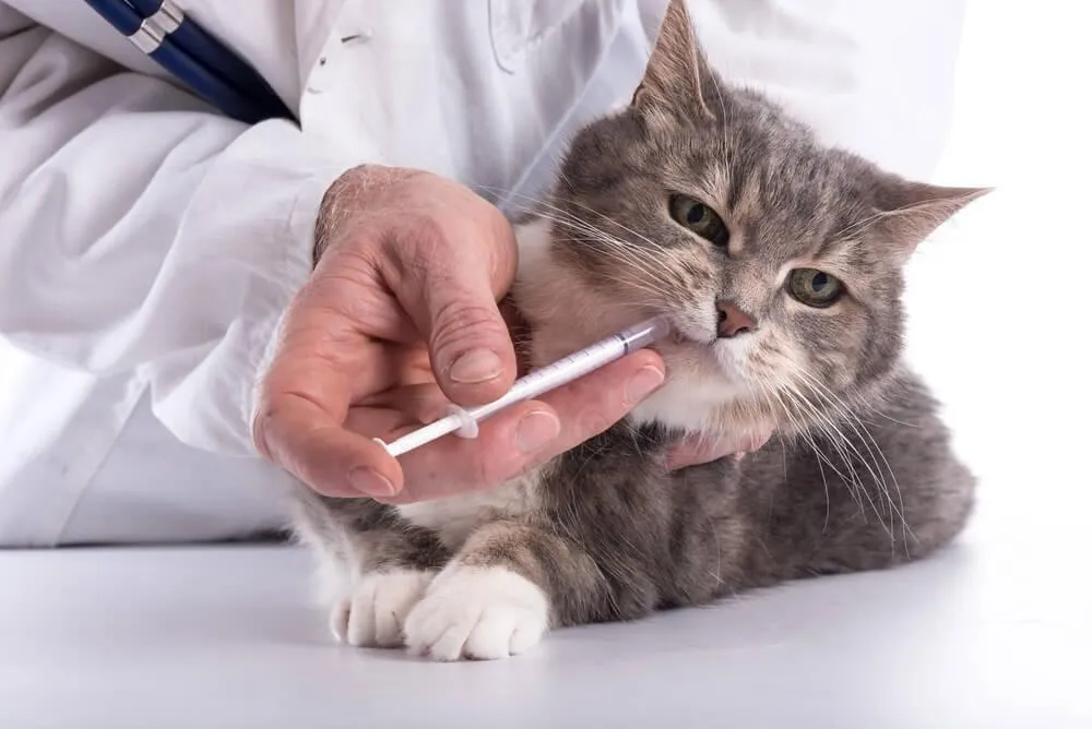 Proč kočky trpí na onemocnění ledvin, jak to poznat a jak to řešit?